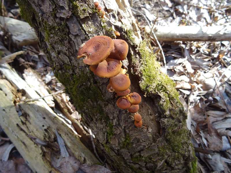 Flammulina velutipes - Physalacriaceae